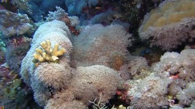 Yumuşak mercanlar dalgalar üzerinde hareket     