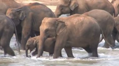 Nehirde banyo filler 