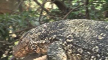 İguana sokak tarafında 