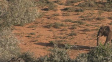 Açık alanda yürüyüş fil  
