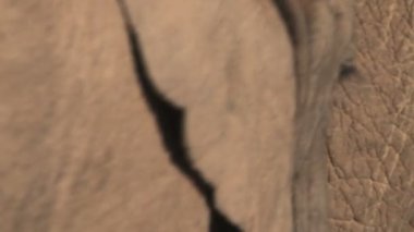 Güney Afrika filleri