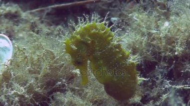 Costa Brava, Dalış Akdeniz