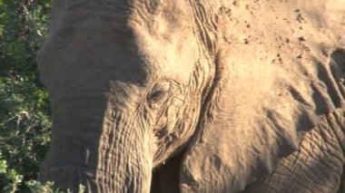 Güzel fil yakın çekim