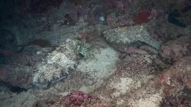 Cuttlefish, diving in Arabian sea, — Stock Video