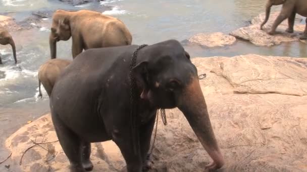 Elephants taking bath in river — Stock Video