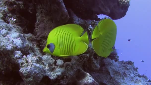 Dos peces mariposa brillantes nadando en el mar — Vídeos de Stock