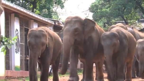 Elefantes en pequeña calle — Vídeo de stock