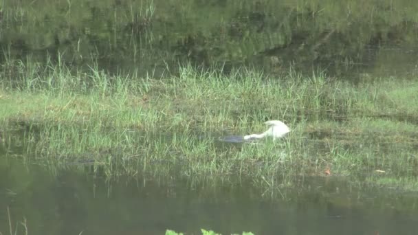 Parakrama Samudra sjö — Stockvideo