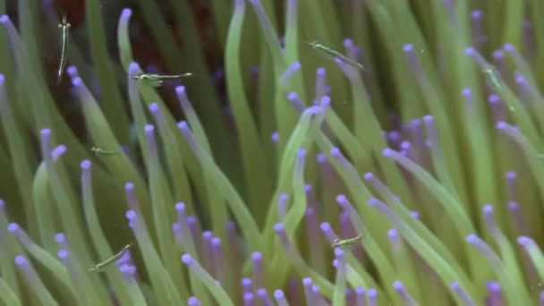 Anemone i Medelhavet — Stockvideo