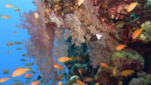 Színes halak úszás közelében korallzátony — Stock videók