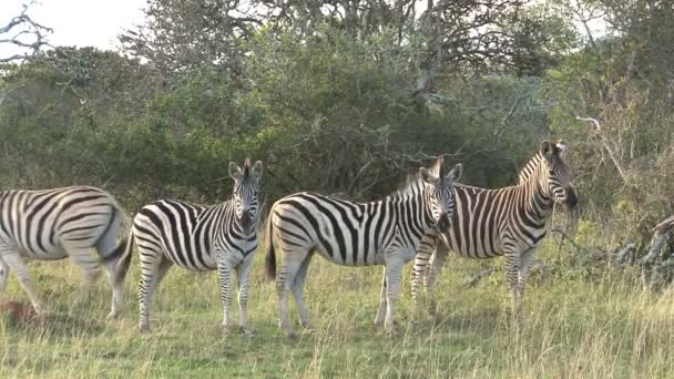 Zebras grazing in green savannah — Stock Video
