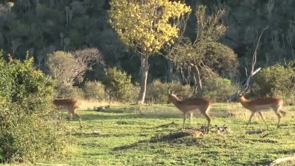 Group of wild deers — Stock Video