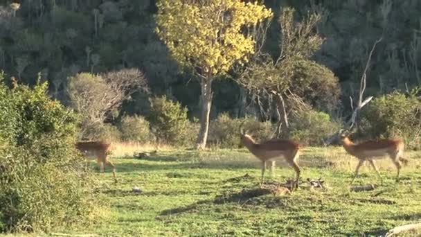 Gruppo di cervi selvatici — Video Stock