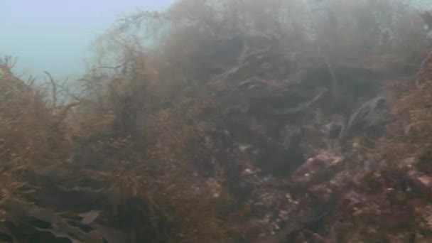 Omán, arabské moře potápění — Stock video