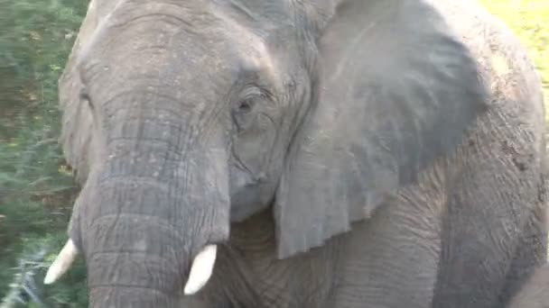 Bellissimo elefante da vicino — Video Stock