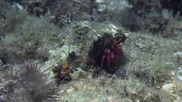 Heremietkreeften in Middellandse Zee — Stockvideo