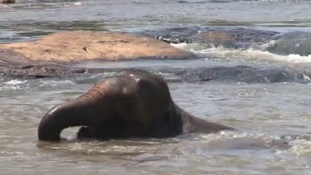 Elefantes tomando banho no rio — Vídeo de Stock