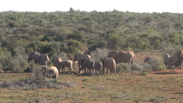 Flock elefanter vandrar i savannah — Stockvideo
