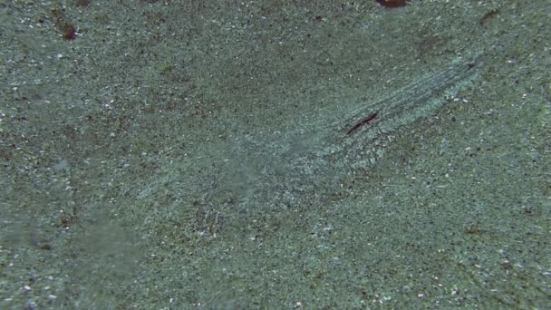 Рыбный Звездный Глазик в песке — стоковое видео