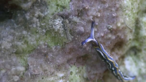 在地中海的裸鳃亚目 — 图库视频影像
