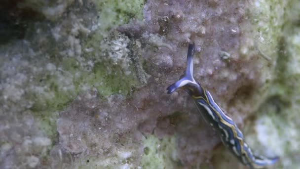 Nudibranch no mar Mediterrâneo — Vídeo de Stock