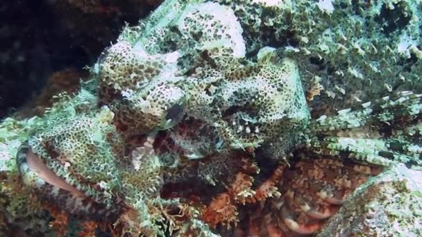 Scorpionfish lying on hard coral — Stock Video