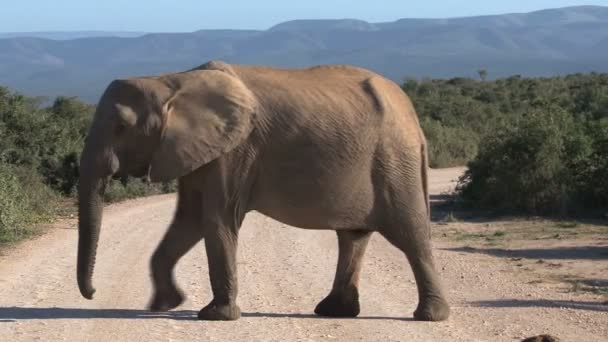 Stora vackra elefant — Stockvideo