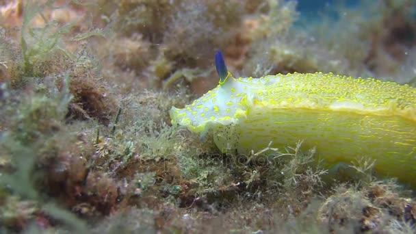 Nudibranch no mar Mediterrâneo — Vídeo de Stock