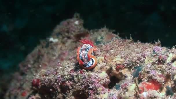 Nudibranch, mergulho no mar da Arábia — Vídeo de Stock