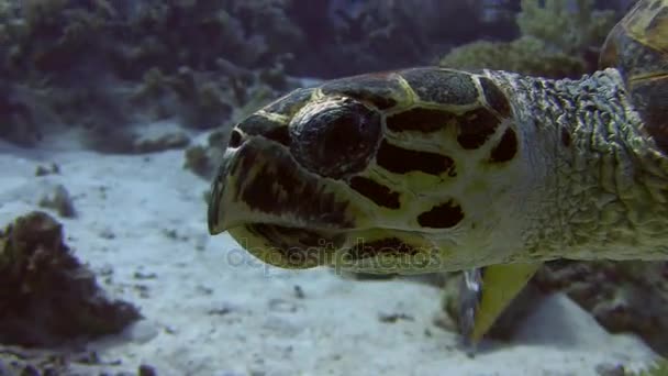 Schwimmende Schildkröte über Korallenriff — Stockvideo