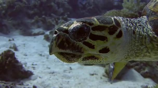 Żółw pływania powyżej coral reef — Wideo stockowe