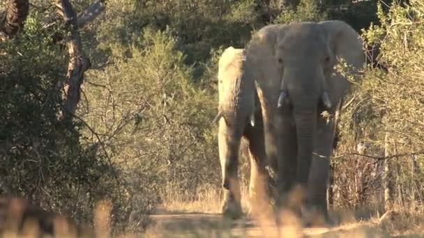 Südafrikanische Elefanten — Stockvideo
