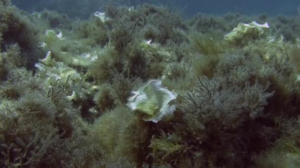 Shallow reefs peacocks tail on rocks — Stock Video