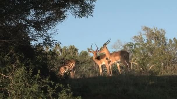 Group of wild deers — Stock Video