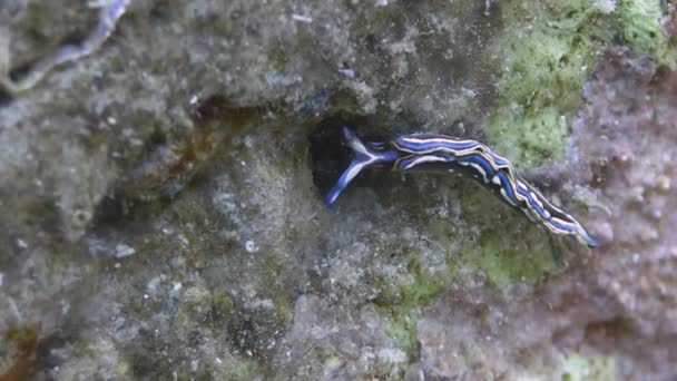 Nudibranch in Mediterranean sea — Stock Video