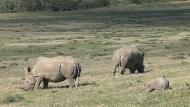 Little Rhino sleeping near parents — Stock Video