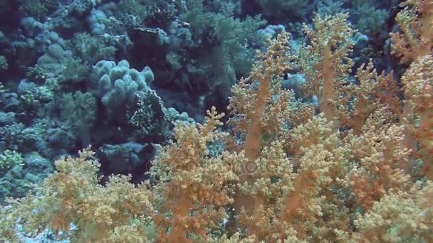 Soft corals moving on waves — Stock Video