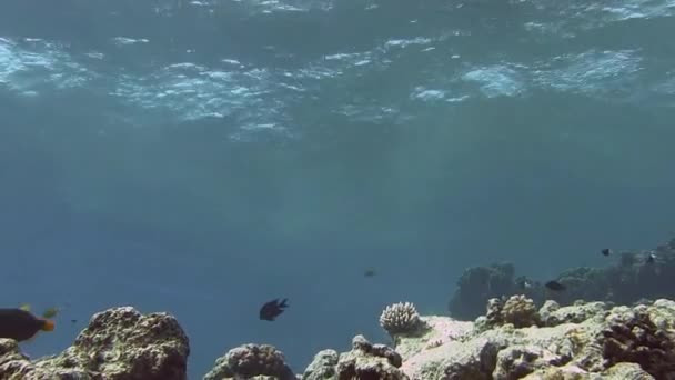 Bunte Fische schwimmen in der Nähe von Korallenriffen — Stockvideo