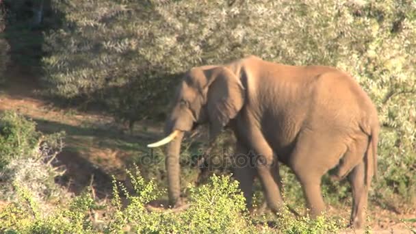 Elefante caminando en campo abierto — Vídeos de Stock