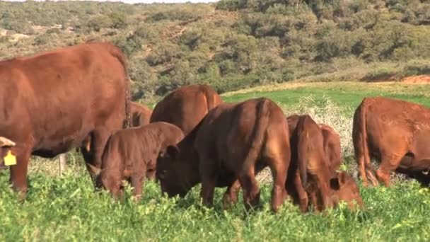Aufnahmen Südafrikanischer Kühe — Stockvideo