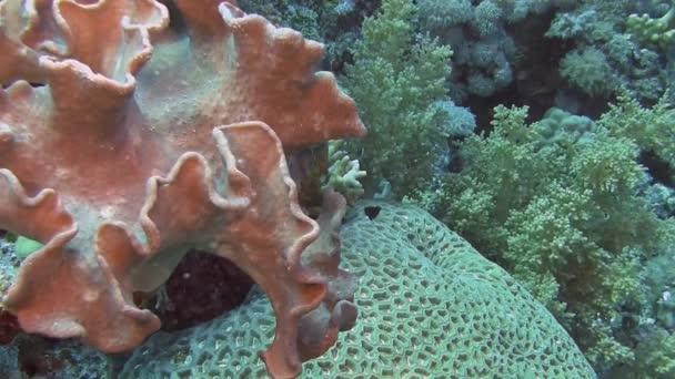 Morbidi pesci corallo e barriera corallina — Video Stock