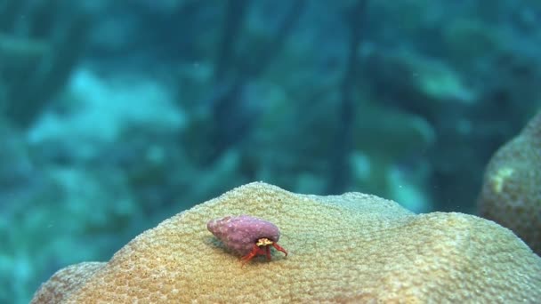 Hermit crab on coral — Stock Video