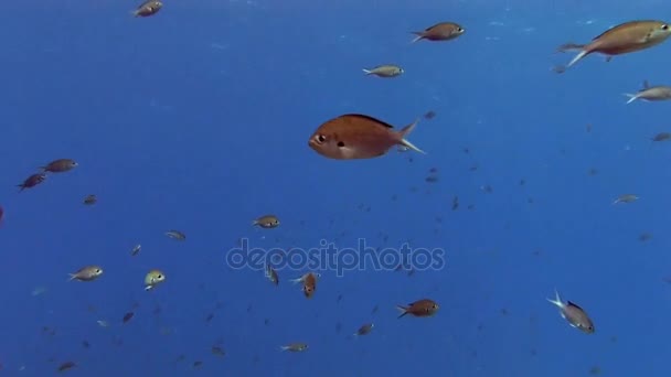 Ecole de poissons en mer — Video