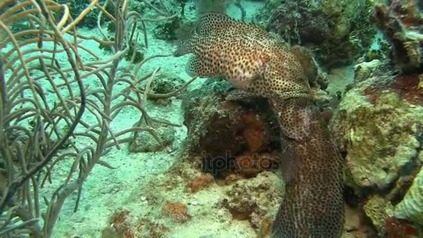 Harci groupers, tengeri — Stock videók