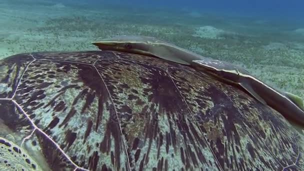 Kaplumbağa kabuğu ile iki Echeneidae balıkçı — Stok video