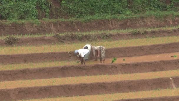 Рабочие на чайной плантации — стоковое видео
