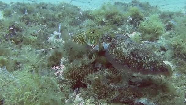 Buceo en el mar Mediterráneo — Vídeos de Stock