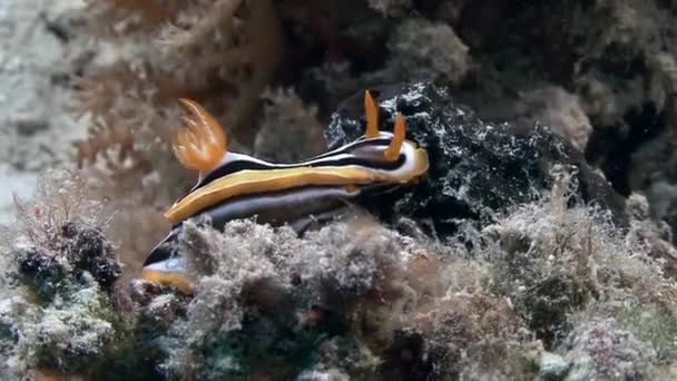 海の波の動きでストライプのウミウシ — ストック動画