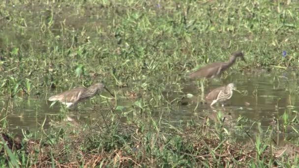 Oiseaux au parc national de Mimeriya — Video