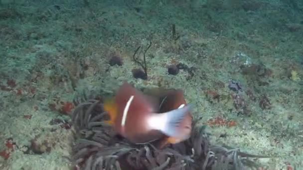 Oman, plongée dans la mer d'Arabie — Video